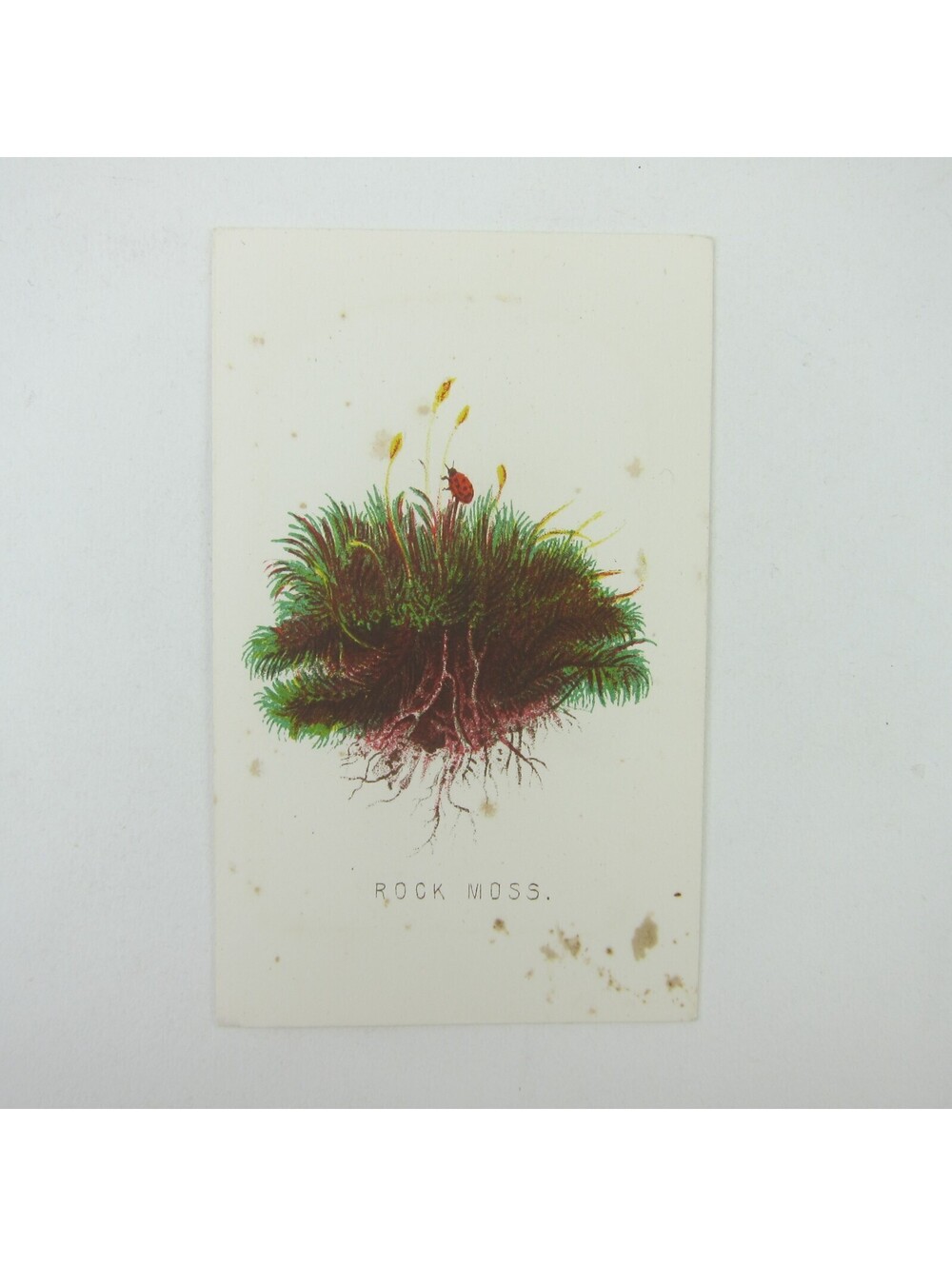 Antique Botanical Art Print Rock Moss & Ladybug Album Card Green Gold Red
